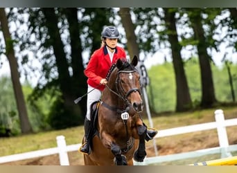 Anglo-Arabier, Merrie, 17 Jaar, 165 cm, Donkerbruin