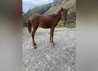 Anglo-Arabier, Merrie, 1 Jaar, Vos