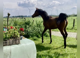 Anglo-Arabier Mix, Merrie, 2 Jaar, 158 cm, Bruin