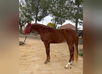 Anglo-Arabier Mix, Merrie, 3 Jaar, 160 cm, Vos
