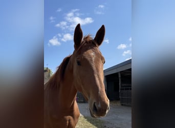 Anglo-Arabier Mix, Merrie, 3 Jaar, 165 cm, Vos