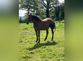 Anglo-Arabier, Merrie, 4 Jaar, 166 cm, Donkerbruin