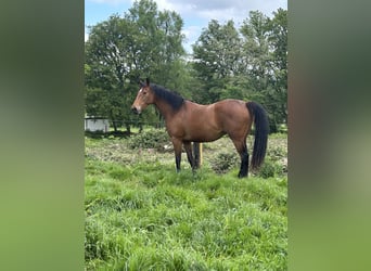 Anglo-Arabo, Stute, 4 Jahre, 166 cm, Dunkelbrauner