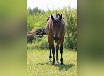 Anglo-Arabier Mix, Merrie, 4 Jaar, 170 cm, Bruin