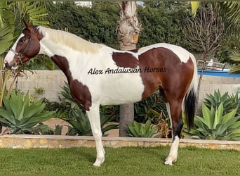 Anglo-Arabier, Merrie, 5 Jaar, 161 cm, Gevlekt-paard