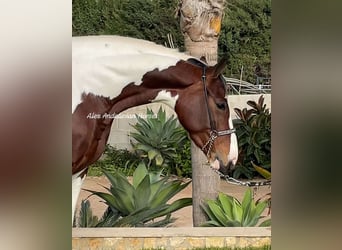 Anglo-Arabier, Merrie, 5 Jaar, 161 cm, Gevlekt-paard