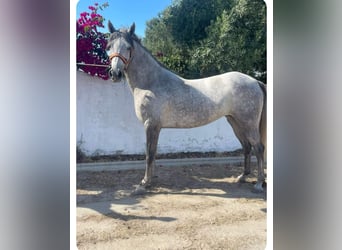 Anglo-Arabier Mix, Merrie, 5 Jaar, 163 cm, Schimmel