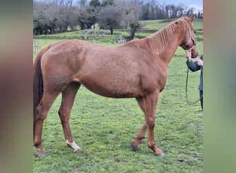 Anglo-Arabier, Merrie, 5 Jaar, 170 cm, Vos