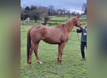 Anglo-Arabier, Merrie, 5 Jaar, 170 cm, Vos