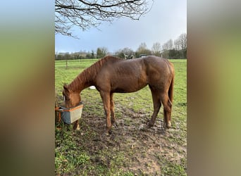 Anglo-Arabier, Merrie, 5 Jaar, 170 cm, Vos