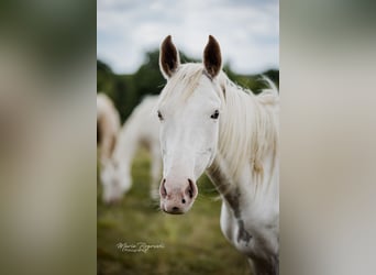 Anglo-Arabier, Merrie, 6 Jaar, 151 cm, Wit