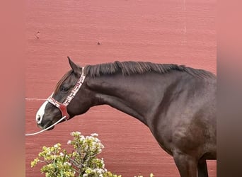 Anglo-Arabier, Merrie, 6 Jaar, 165 cm, Donkere-vos