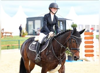 Anglo-Arabier, Merrie, 6 Jaar, 168 cm, Bruin