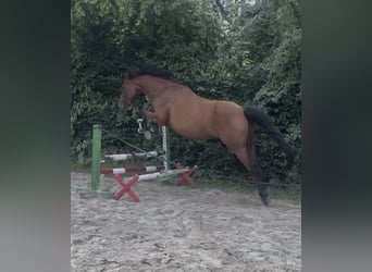 Anglo-Arabier, Merrie, 7 Jaar, 151 cm, Bruin