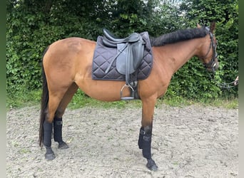 Anglo-Arabier, Merrie, 8 Jaar, 151 cm, Bruin