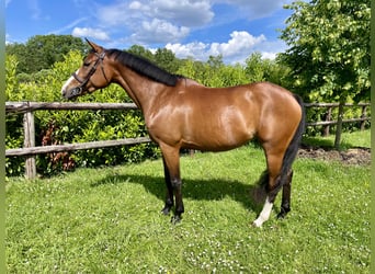 Anglo-Arabier, Merrie, 8 Jaar, 160 cm, Brauner