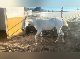 Anglo-Arabier, Merrie, 8 Jaar, 160 cm, Schimmel