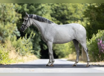 Anglo-Arabier, Merrie, 8 Jaar, 164 cm, Schimmel