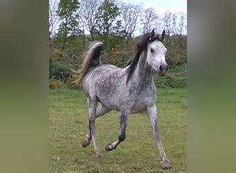 Anglo-Arabier, Merrie, 9 Jaar, 155 cm, Wit