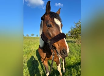 Anglo-Arabier Mix, Merrie, 9 Jaar, 157 cm, Gevlekt-paard