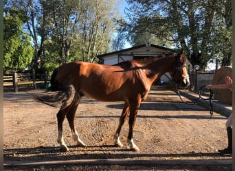 Anglo-Arabier Mix, Ruin, 10 Jaar, 158 cm, Brauner