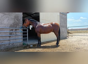 Anglo-Arabier Mix, Ruin, 10 Jaar, 163 cm, Bruin