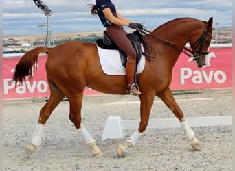 Anglo-Arabier, Ruin, 10 Jaar, 168 cm, Vos