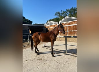 Anglo-Arabier, Ruin, 11 Jaar, 167 cm, Bruin