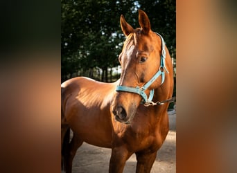 Anglo-Arabier, Ruin, 11 Jaar, 170 cm, Vos