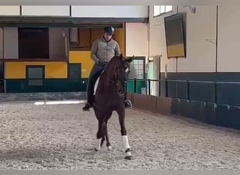 Anglo-Arabier, Ruin, 11 Jaar, 170 cm, Vos