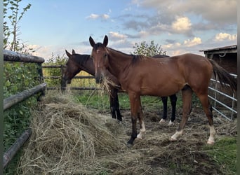 Anglo-Arabier, Ruin, 1 Jaar, 160 cm, Bruin