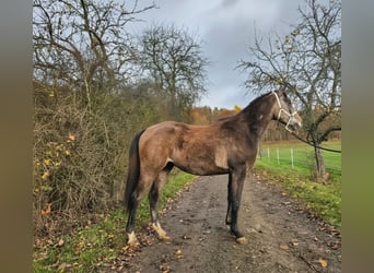Anglo-Arabier, Ruin, 2 Jaar, 152 cm, Brown Falb schimmel