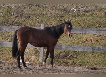 Anglo-Arabier, Ruin, 2 Jaar, 158 cm, Blauwschimmel
