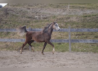 Anglo-Arabier, Ruin, 2 Jaar, 158 cm