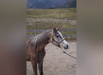 Anglo-Arabier, Ruin, 2 Jaar, 158 cm