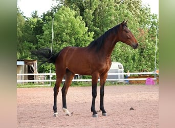 Anglo-Arabier, Ruin, 2 Jaar, 160 cm, Donkerbruin