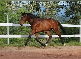 Anglo-Arabier, Ruin, 2 Jaar, 160 cm, Donkerbruin