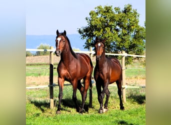 Anglo-Arabier, Ruin, 2 Jaar, 160 cm, Donkerbruin