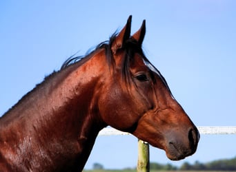 Anglo-Arabier, Ruin, 2 Jaar, 160 cm, Donkerbruin