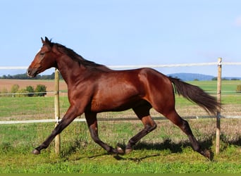 Anglo-Arabier, Ruin, 2 Jaar, 160 cm, Donkerbruin