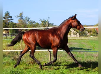 Anglo-Arabier, Ruin, 2 Jaar, 160 cm, Donkerbruin