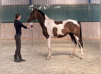 Anglo-Arabier, Ruin, 2 Jaar, 167 cm, Gevlekt-paard
