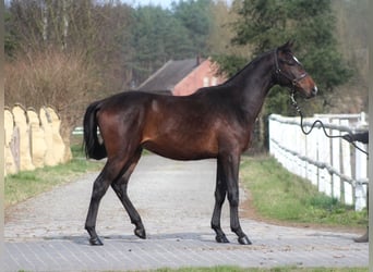 Anglo-Arabo, Wallach, 2 Jahre, 170 cm, Dunkelbrauner