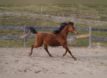 Anglo-Arabier, Ruin, 3 Jaar, 158 cm, Bruin