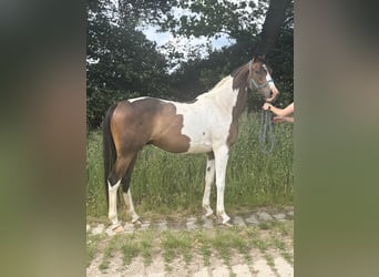 Anglo-Arabier, Ruin, 3 Jaar, 167 cm, Gevlekt-paard