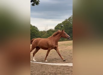 Anglo-Arabier, Ruin, 3 Jaar