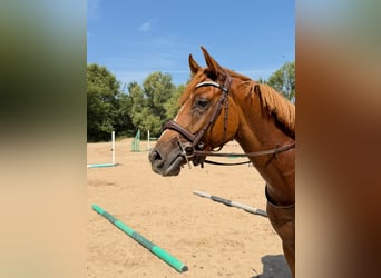 Anglo-Arabier, Ruin, 3 Jaar, Vos