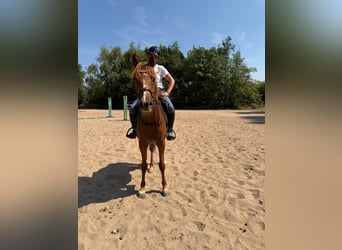 Anglo-Arabier, Ruin, 3 Jaar, Vos