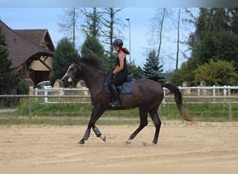 Anglo-Arabier, Ruin, 4 Jaar, 167 cm, Zwartschimmel