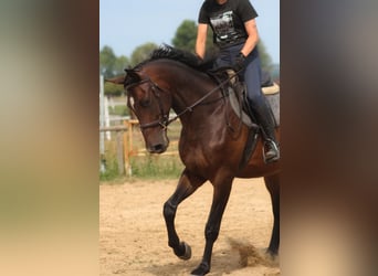Anglo-Arabier, Ruin, 4 Jaar, 169 cm, Donkerbruin